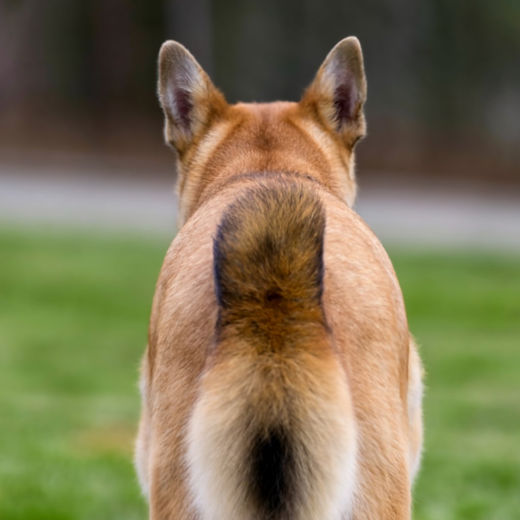 Stud Tail in Dogs