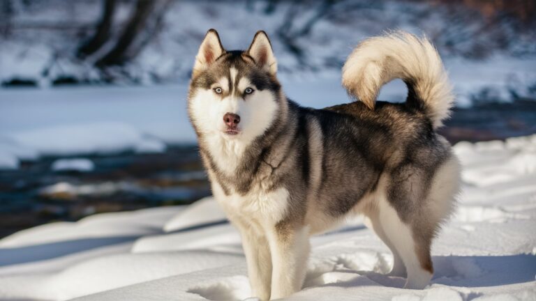 Siberian Husky