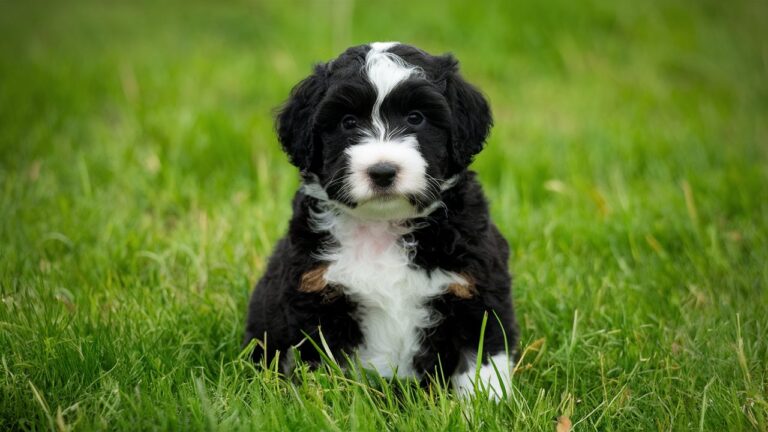 Bernedoodle Puppie