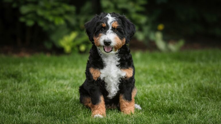 Mini Bernedoodle