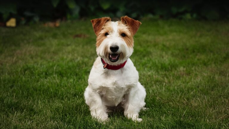 Teddy Roosevelt Terrier