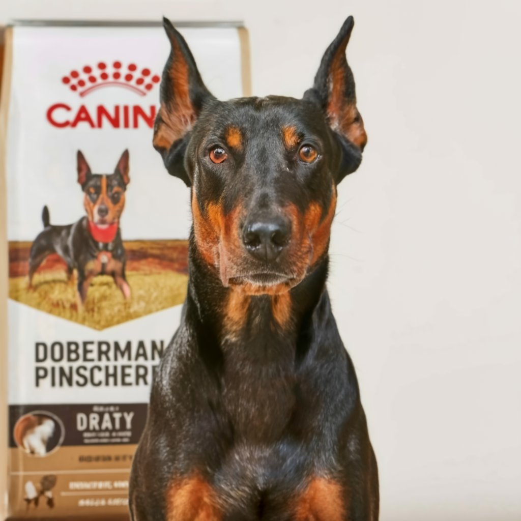 Royal Canin Doberman Pinscher Adult Formula for Doberman Pinschers